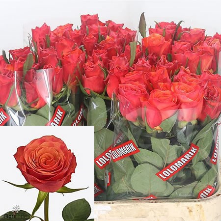 Rose Devoted 50 sm