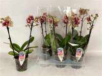 Phal 1-tak Piko Red 12/50