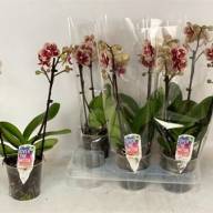 Phal 1-tak Piko Red 12/50 - изображение_viber_2022-06-03_11-00-10-374