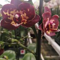 Phal 1-tak Piko Red 12/50 - зображення_viber_2024-11-15_13-33-04-622