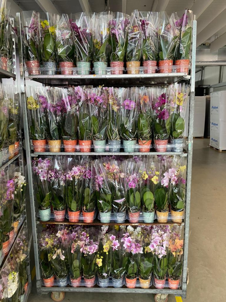 Phal 2-tak Authentic Multi Mix 12/50