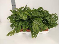 Monstera Obliqua Leichtlinii 15/30