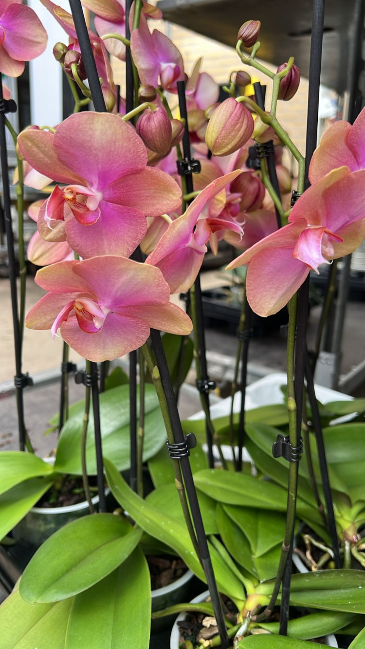 Phal 1-tak Baby Dinamite Cascade 12/55