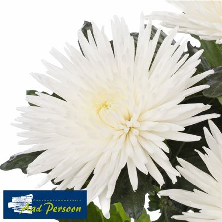 Chr G Anastasia White