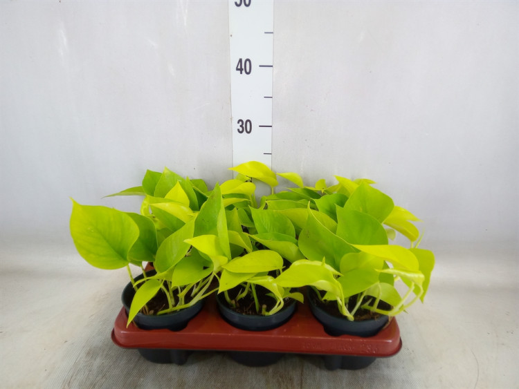 Epipremnum Golden Pothos 12/15