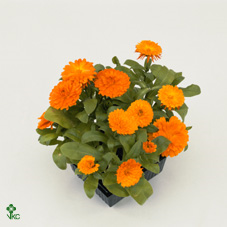 Calendula Officinalis (clock)orange