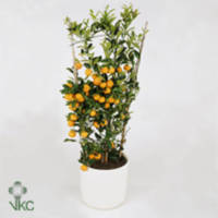 Citrofortunella Kumquat Op Rek