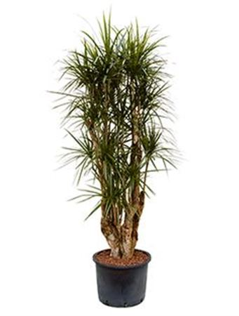 Dracaena Marginata Vertakt