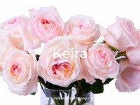 Rose Austin Keira 50 sm