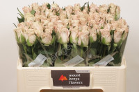 Rose Kl Menta 50 sm