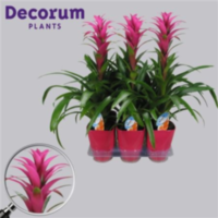 Guzmania Freya Roze Luxe Keramiek (decorum)