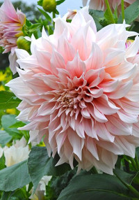 Dahlia Ball Wizz 40sm
