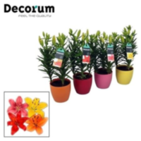 Lilium Aziaat Mix 3pp Decopot