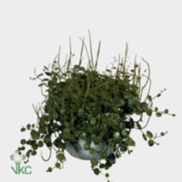 Peperomia Rotundifolia