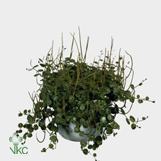 Peperomia Rotundifolia