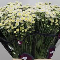Chr T Stallion 70 g X5 - зображення_viber_2025-06-11_13-52-36-811