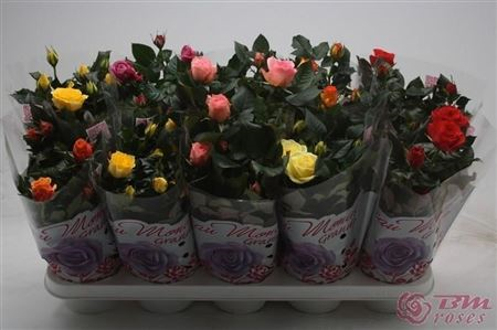 Rosa Bm Mix (grower)