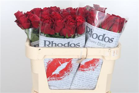 Rose Rhodos 70 sm