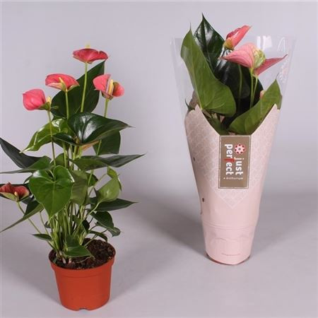Anthurium Alpine 14/50