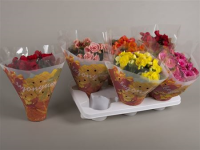 Begonia Du Gem 12/25
