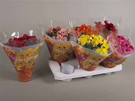 Begonia Du Gem 12/25