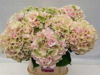 Hydr S Verena Classic 80 cm X5 Holland