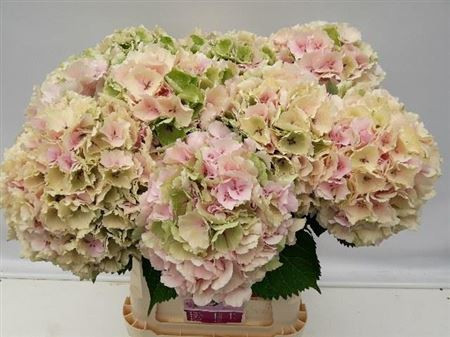 Hydr S Verena Classic 80 cm X5 Holland