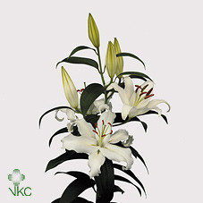 Lilium S Or Helvetia X10 Holland