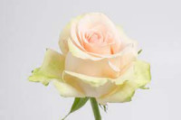 Rose Chabils 60 sm