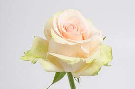 Rose Chabils 60 sm