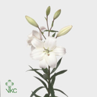 Lilium S La Litouwen X10 Holland