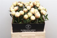 Paeonia Bowl of Cream X10