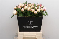 Paeonia Mary Nicholis X10 Holland