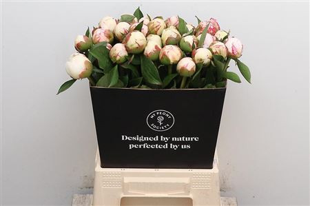 Paeonia Mary Nicholis X10 Holland