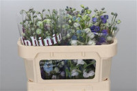 Delphinium Gem 50 sm