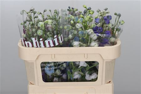 Delphinium Gem 50 sm