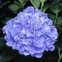 Hydrangea Monaco 15/40