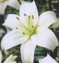 Lilium Or White 19/80