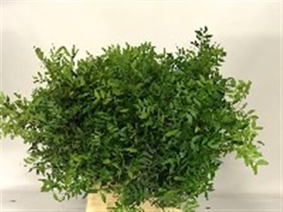 Pistacia Blad 60 sm