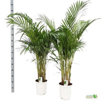 Dypsis Lutescens 24/110