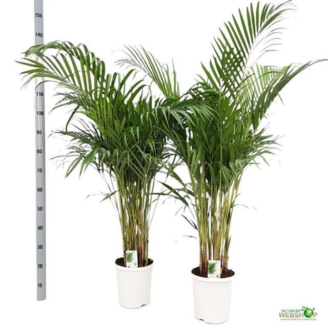 Dypsis Lutescens 24/110