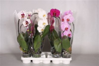 Phal A2 1-tak Orhids Mix 9/35