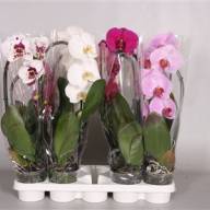 Phal A2 1-tak Orhids Mix 9/35 - 98995486_106150837_H_1