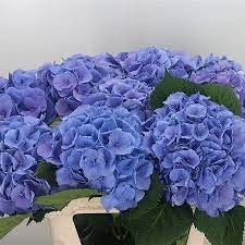 Hydr Hydr Allure X5 - 40cm
