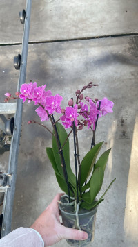 Phal 2/3-tak Levo Multi Pars 12/40