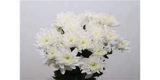 Chr T Baltica Decorum 95g X5