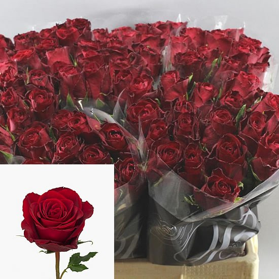 Rose Madam Red 80 sm