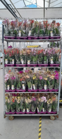Phal 2/3-tak Phalaenova Mix Multi 12/65