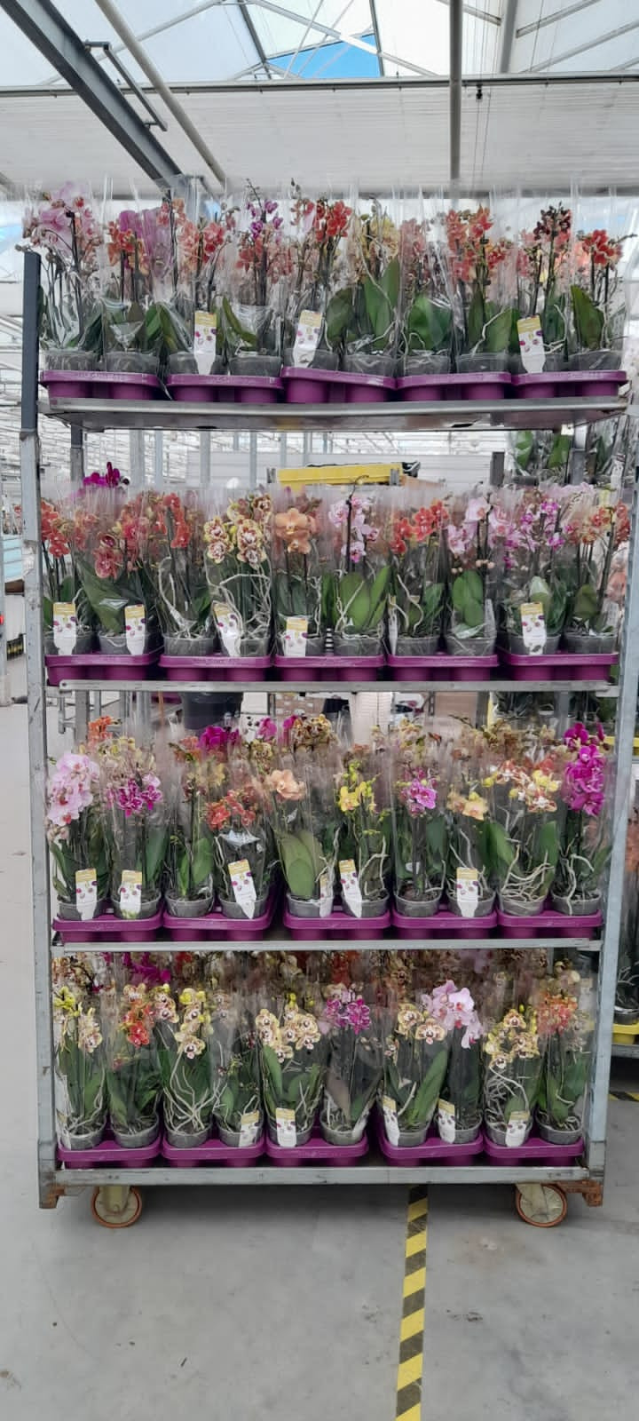 Phal 2/3-tak Phalaenova Mix Multi 12/65