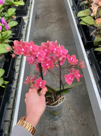 Phal 2-tak Aromio Gemuteerd Exotic 12/35